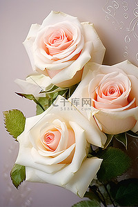 压花背景图片_两朵白玫瑰压在一起，放在一张粉红色的卡片上