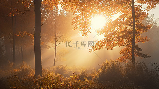 大图免抠背景图片_自然森林大阳光