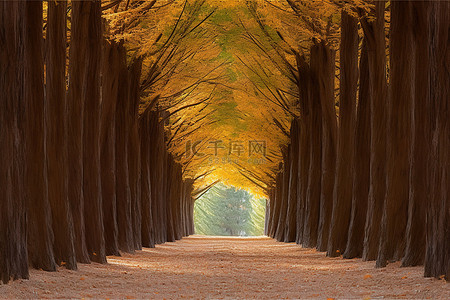 树林间的小路 照片树林里的秋天美术印刷品