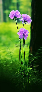 紫色的花背景图片_树和绿草上有两朵紫色的花