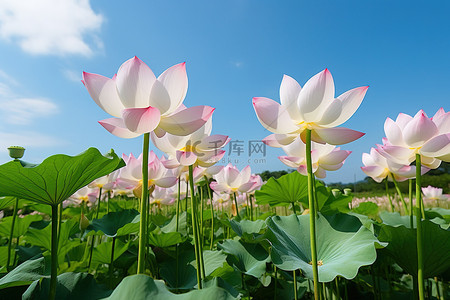 许多白色和粉红色的莲花生长在绿色的田野上