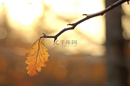 一片叶子位于太阳旁边的树枝上