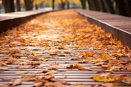 秋天的落叶木板路