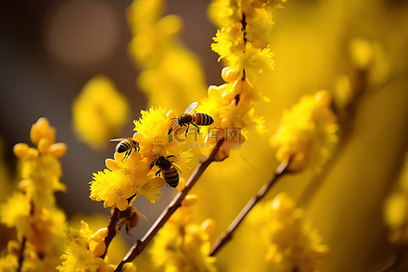 500px 树宏上盛开的黄色花朵