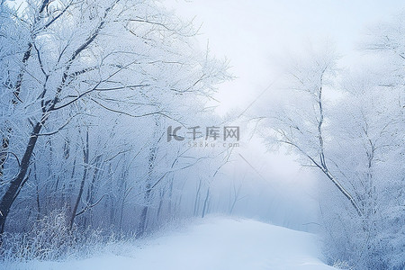 雪中​​的雾森林