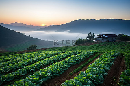 早晨太阳升起背景图片_太阳从蔬菜农场升起