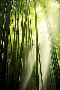 阳光透过树背景图片_光线透过几棵高大的竹树照射进来