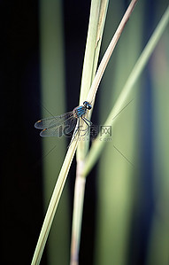 房费蜻蜓背景图片_一只蓝色蜻蜓栖息在芦苇秆上