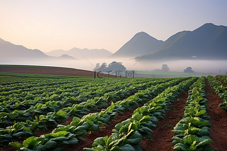 在美丽的早晨种植卷心菜的田地，可以看到清晰的山景