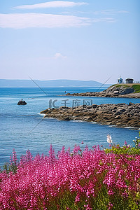 池塘花背景图片_海边有粉红色花朵的小池塘