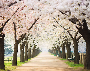 春天旅游背景背景图片_一条小路两旁种满了鲜花的树木