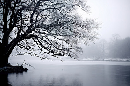 冬天的树和水上的树