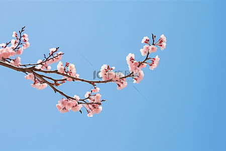 粉色的天空背景图片_蓝天映衬下的粉色花树