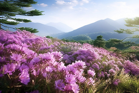 野生黑桑葚背景图片_田野里的野生紫色花朵