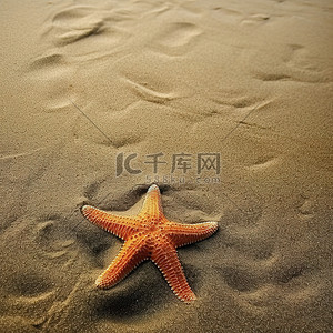 躺在沙滩上的海星