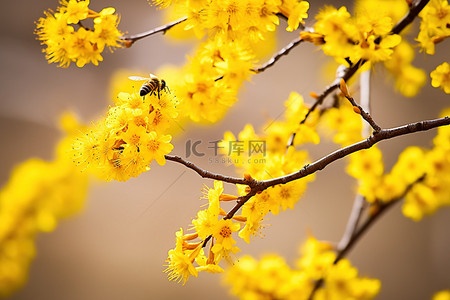 黄枝上的花朵，蜜蜂飞来采花粉坚果