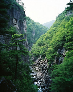 峡谷周围环绕着树木和植被