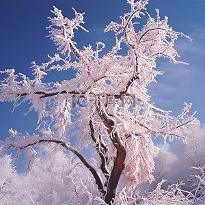 树枝被霜覆盖的树