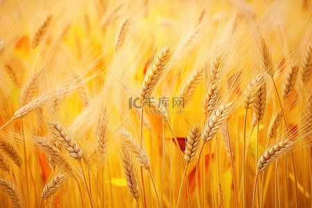 金秋期间农场成熟的小麦和麦穗