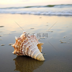夏天季背景图片_海滩附近海岸上的海螺壳