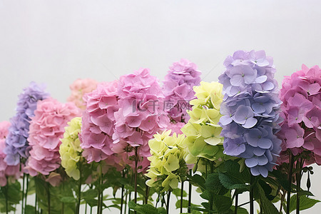 夏天植物花朵背景图片_一排紫色和绿色的花朵