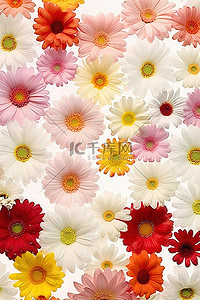 白色背景下不同颜色的彩色花朵