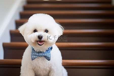 一只戴着蓝色领带的白狗坐在楼梯上