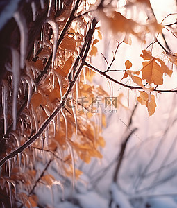 雪枫叶背景图片_冰中的一些树枝上覆盖着树叶