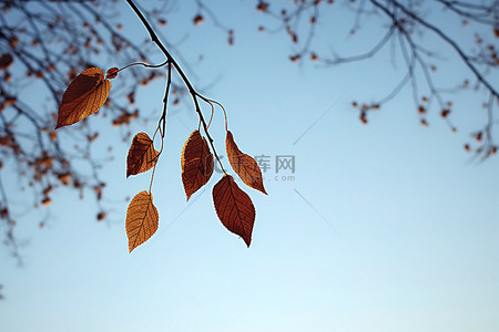 风中的三片叶子