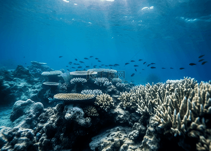 清澈海底背景图片_海底珊瑚蓝色清澈背景