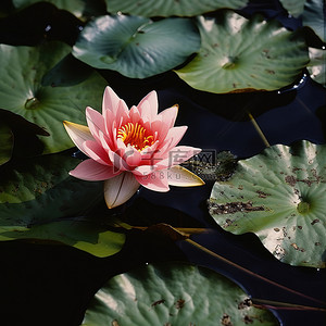池塘花背景图片_绿叶池塘上的粉红色湖百合