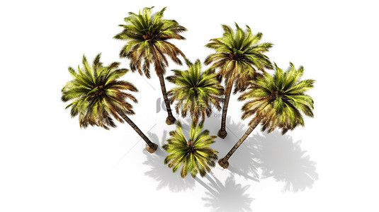 在 3d 中创建的白色背景上的孤立棕榈树的自上而下视图
