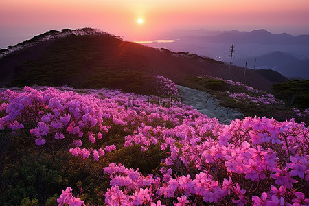 春天旅行背景图片_夕阳下，粉红色的花朵覆盖着山