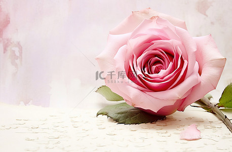 玫瑰粉背景图片_粉红玫瑰