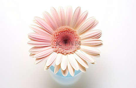 粉色小菊花背景图片_白色背景上的一朵粉色小非洲菊花