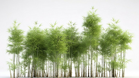 3d 中的竹林在白色背景下呈现隔离