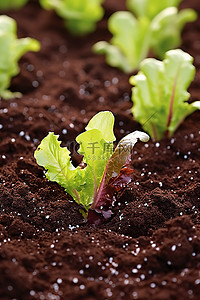 蔬菜种子种子背景图片_生菜种子苗床混合物