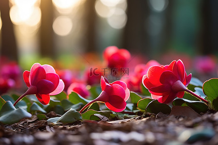 山茶花背景图片_仙客来特写杏自然花秋天的花朵摄影春天自然夏天秋天红色粉红色