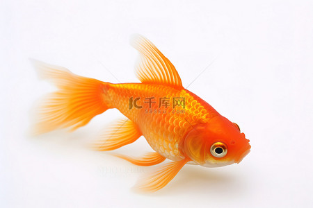 照片背景图片_白色表面上橙色鱼的照片