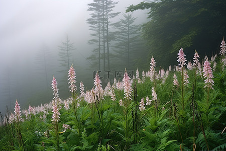 有些花生长在有雾的山谷里
