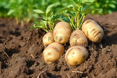 更多的土豆出现在泥土中