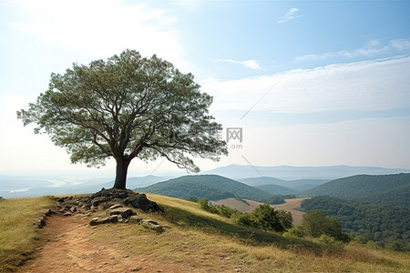 一棵树坐落在山顶，俯瞰山谷