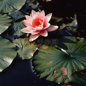 绿叶自然背景图片_绿叶池塘上的粉红色湖百合