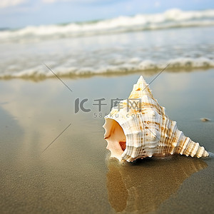 岸上的波妞背景图片_海滩附近海岸上的海螺壳