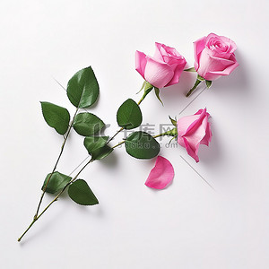玫瑰花束背景 粉红玫瑰，白色背景上的叶子