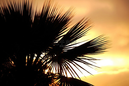 棕榈植物群的日落剪影