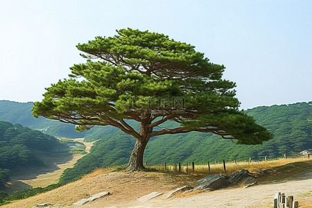 朝鲜拌菜背景图片_朝鲜平壤山坡上的一棵松树