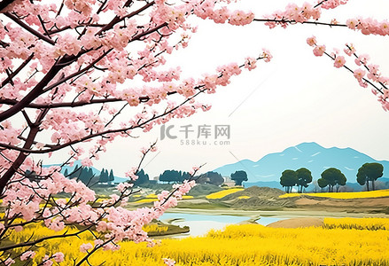 韩国的樱花