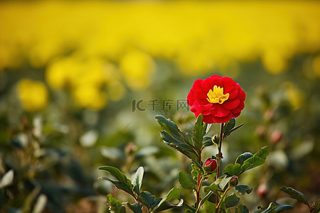 一朵红色的花生长在黄色和绿色的田野里