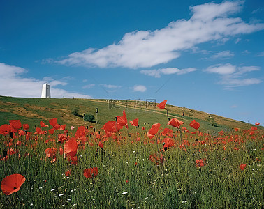 欧洲背景图片_蓝天背景上的红色罂粟花